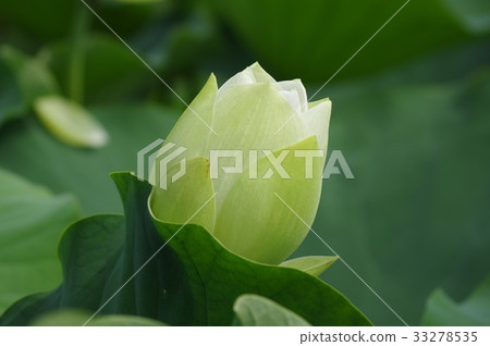 白蓮花 白蓮花 33278535