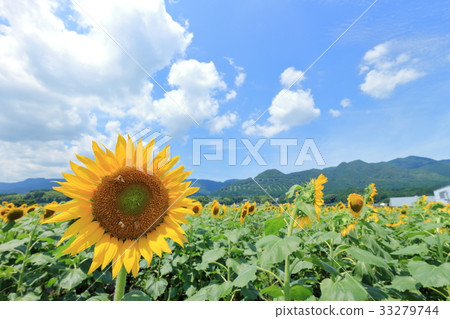 sunflower	 33279744