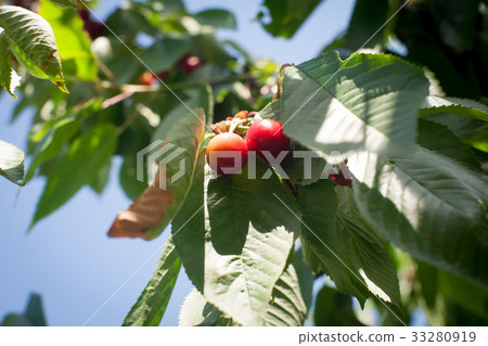 Cherry basket cherry tree branch fresh cherries Cherry basket cherry tree branch fresh cherries 33280919