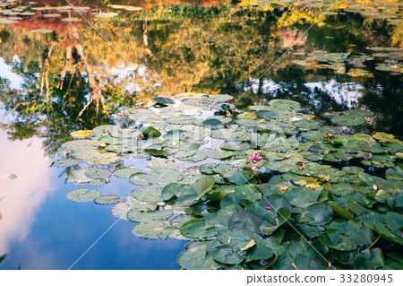 Claude Monet the garden in autumn, water lilies in 33280945