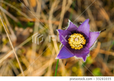 Top View Of Wild Spring Flowers Pulsatilla Patens 33281035