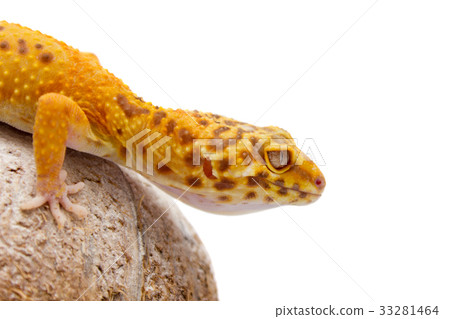 Leopard gecko pet Leopard gecko pet 33281464
