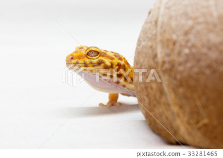 Leopard gecko pet Leopard gecko pet 33281465