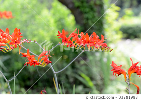 Himehigi ginsen 33281988