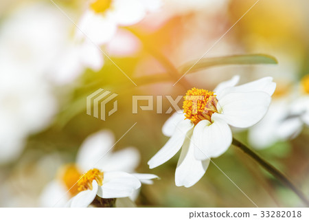 White flowers under sunlight 33282018