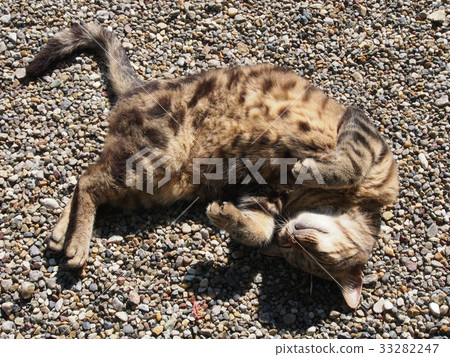 Kizitra lying down 33282247