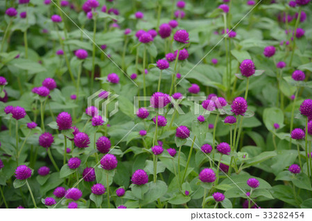 Globe amaranth flower field 33282454