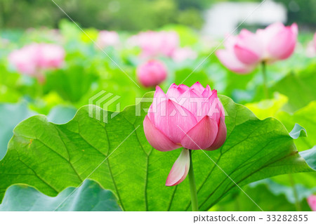 Ushino Shinobu池塘的蓮花開始開花 33282855