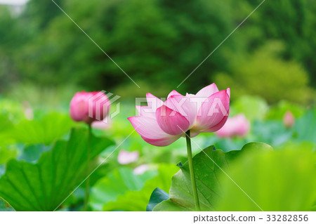 Ushino Shinobu池塘蓮花 33282856