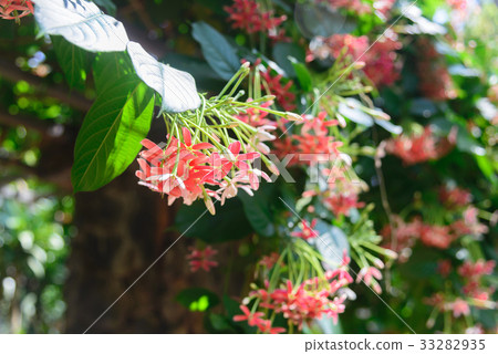 flowers blossom Quisqualis Indica flower plant 33282935