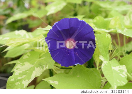 牽牛花153 33283144