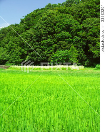 Aoda and the forest scenery 33283294