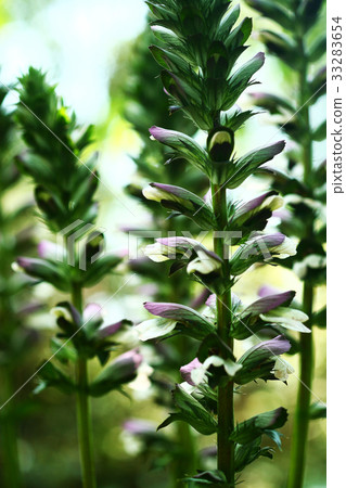 Acanthus flower that has begun to bloom Acanthus flower that has begun to bloom 33283654