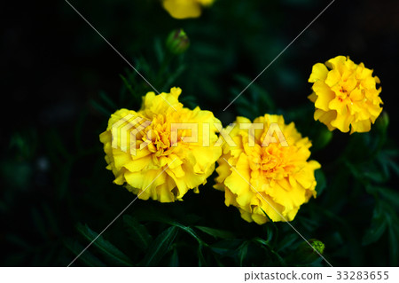 Mary gold yellow flower 33283655