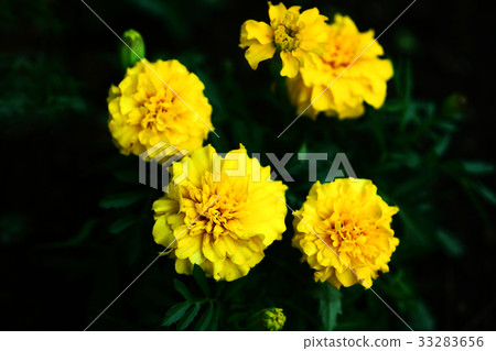 Mary gold yellow flower 33283656