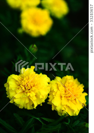 Mary gold yellow flower 33283657