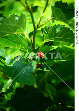 桑樹的紅色漿果 33283662