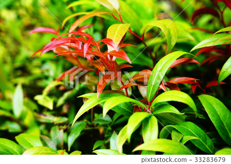 Red young leaf of iwaiwananten 33283679