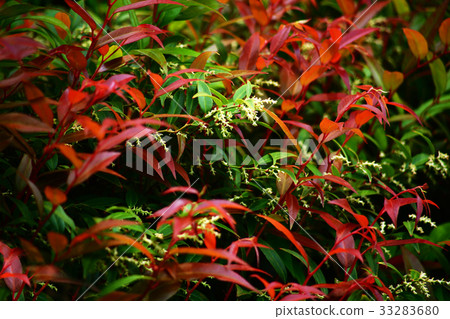 Flowers and young leaves 33283680