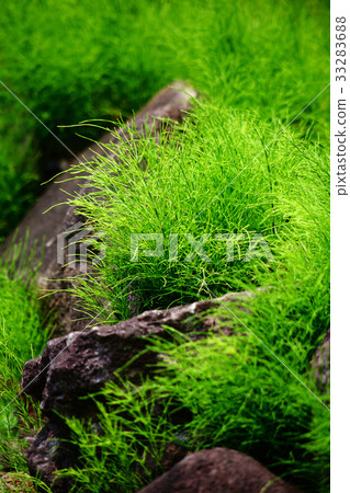 Guinaru which spreads to the rocky place Guinaru which spreads to the rocky place 33283688