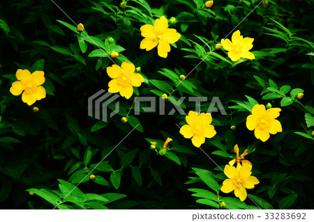 Quincebai花 33283692