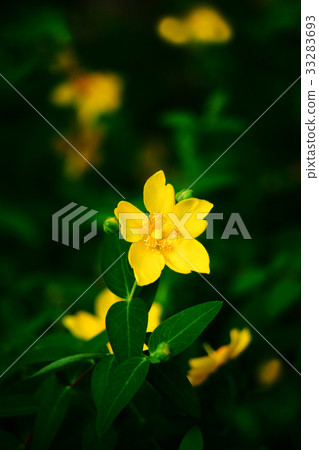 Quincebai花 33283693