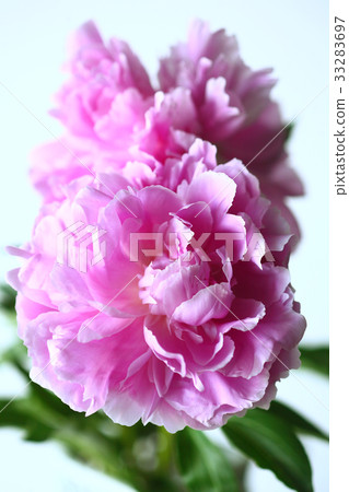 Peony peony flowers 33283697