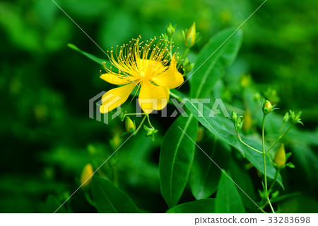 Blooming flowers 33283698