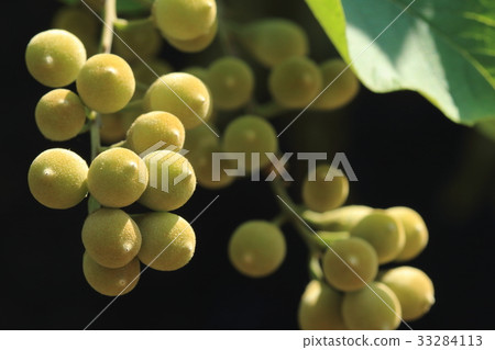 六月中旬自然植物Hakuunbok。花一個月，一個美妙的水果來到我身邊 33284113