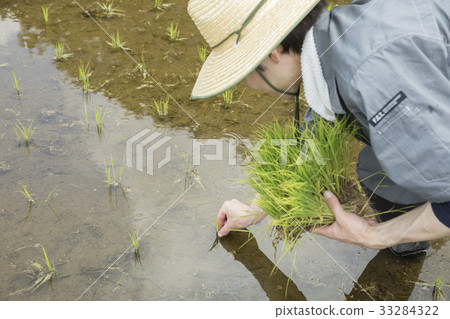 Men who plant rice 33284322