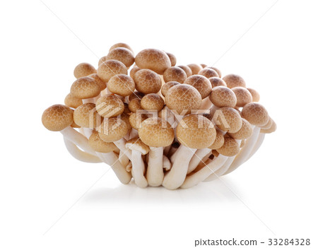 brown beech mushroom isolated on white brown beech mushroom isolated on white 33284328