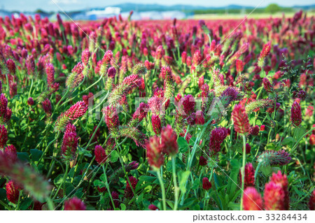 Crimson clover field 33284434