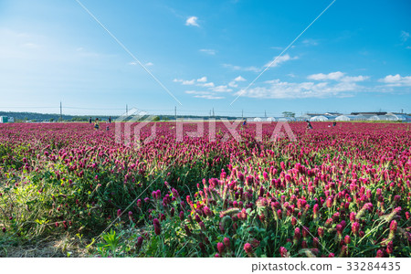 Crimson clover field 33284435