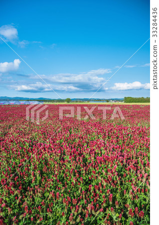 深紅色的三葉草領域 33284436