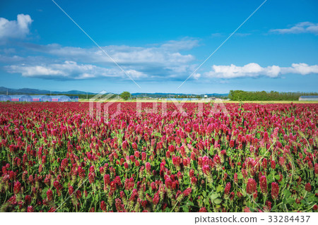 深紅色的三葉草領域 33284437