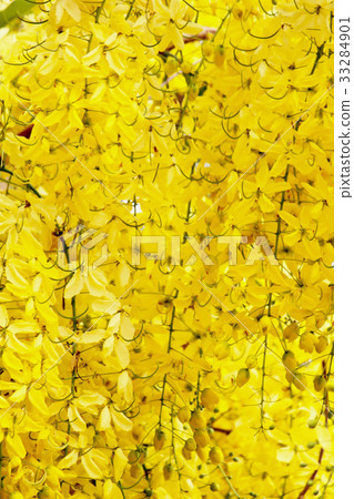 Golden Shower Golden Shower 33284901