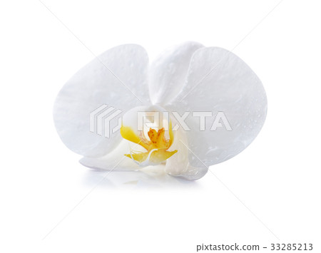 White orchid isolated on white White orchid isolated on white 33285213