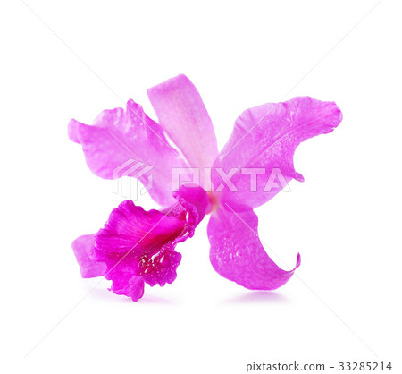 beautiful Purple orchids on white background beautiful Purple orchids on white background 33285214
