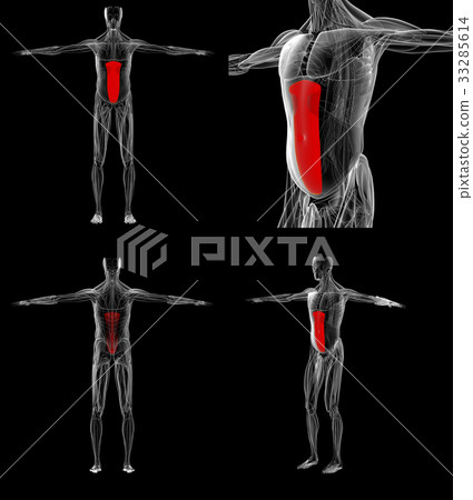 the rectus abdom 33285614