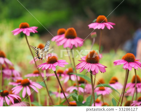 Echinacea and Swallowtail butterfly Echinacea and Swallowtail butterfly 33286127