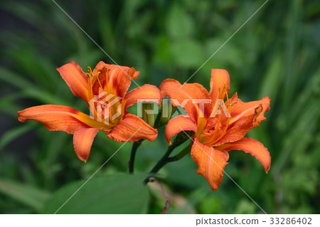 明亮的猩紅色的花 33286402