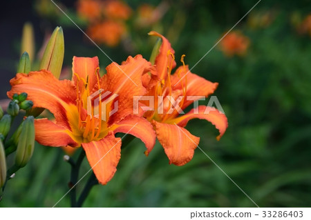 明亮的猩紅色的花 33286403