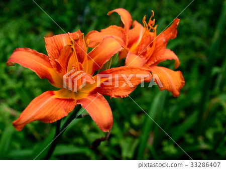 明亮的猩紅色的花 33286407