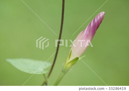 Bud of morning glory 33286419