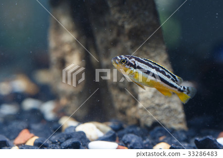 Zebra fish Zebra fish 33286483