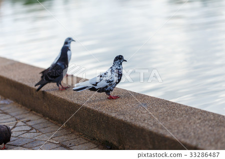 pigeon pigeon 33286487