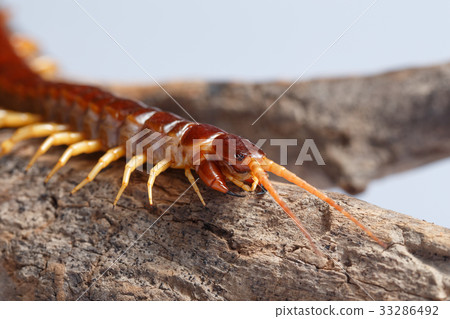 centipede 33286492