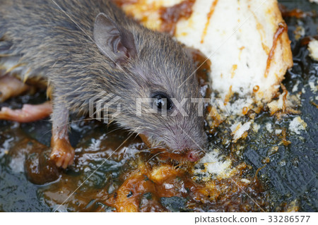 the rat in glue stick on the mousetrap the rat in glue stick on the mousetrap 33286577