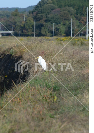 River Heron 33286701