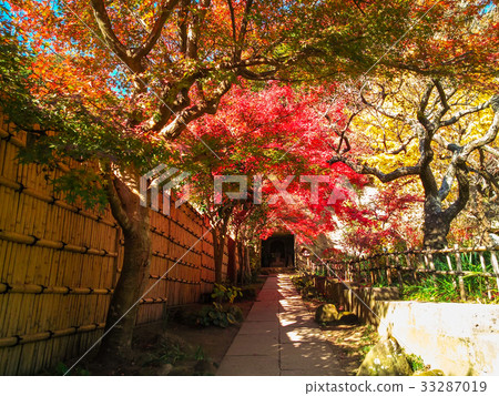 Momiji tunnel 33287019